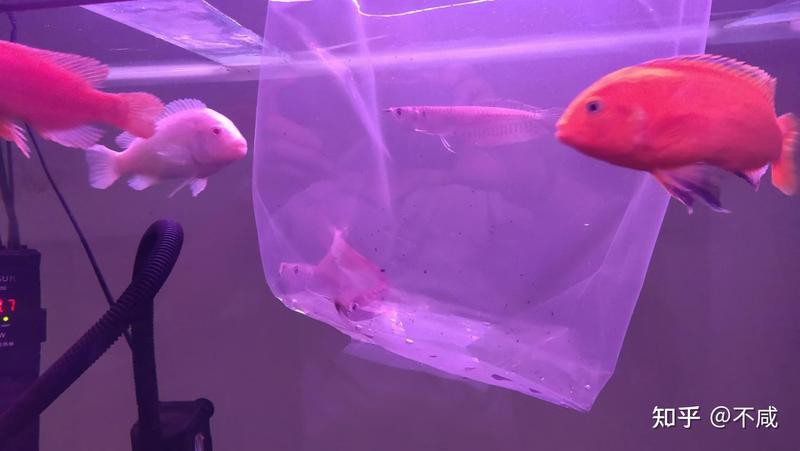 七彩銀龍魚圖片大全，七彩銀龍魚圖片大全：七彩銀龍魚圖片護卵行為匯集