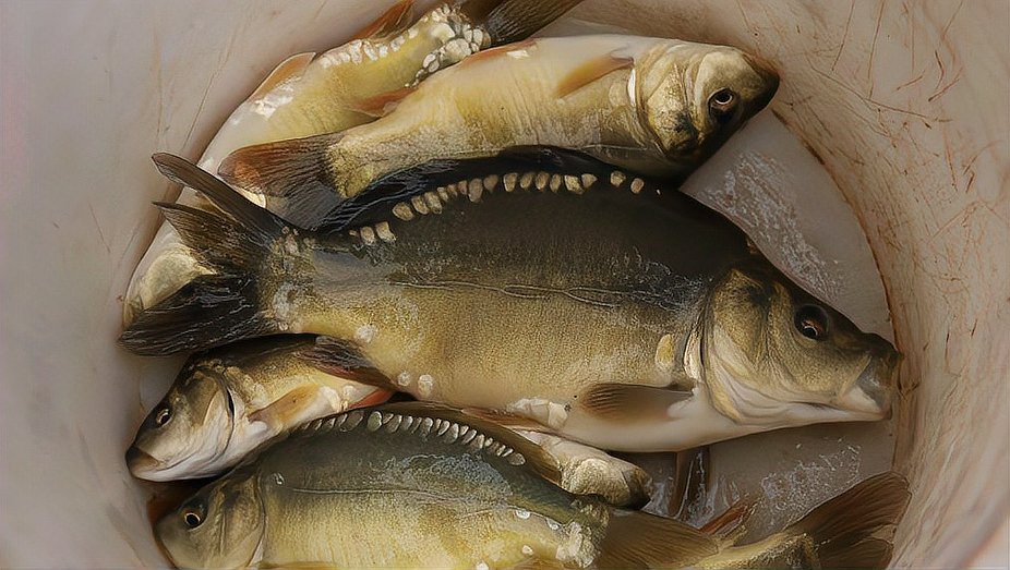 三道鱗的內臟有毒嗎？【三道鱗為什么不宜吃大眾養生網三道鱗魚為什么不宜吃大眾養生網】