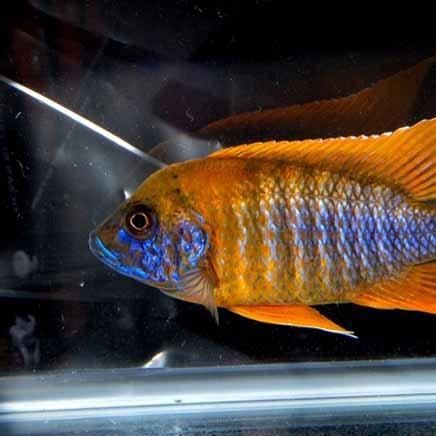 皇帝魚網圖，《海洋精靈—————皇帝魚生態圖鑒