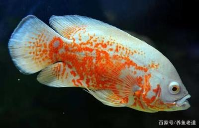 剛買回來的魚缸用高錳酸鉀溶液浸泡魚缸的消毒方法：84消毒液的使用方法