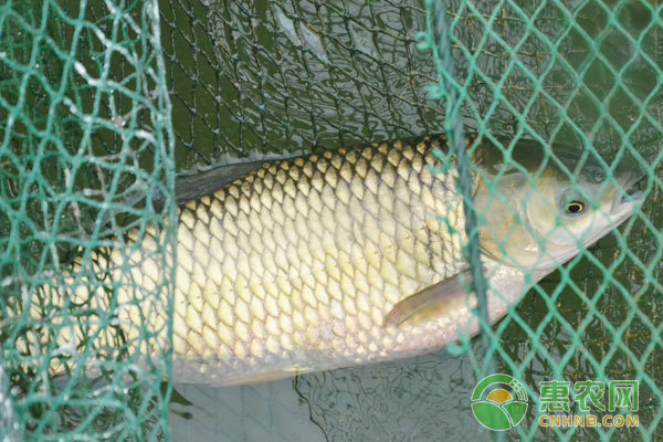 金龍魚用什么顏色的燈比較好(銀龍魚用什么顏色的燈好) 金龍魚用什么顏色的燈比較好(銀龍魚用什么顏色的燈好) 銀龍魚百科 第2張