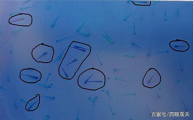 三色錦鯉和大正三色哪種好【大正三色與昭和三色的區(qū)別】 三色錦鯉和大正三色哪種好【大正三色與昭和三色的區(qū)別】 龍魚論壇 第6張