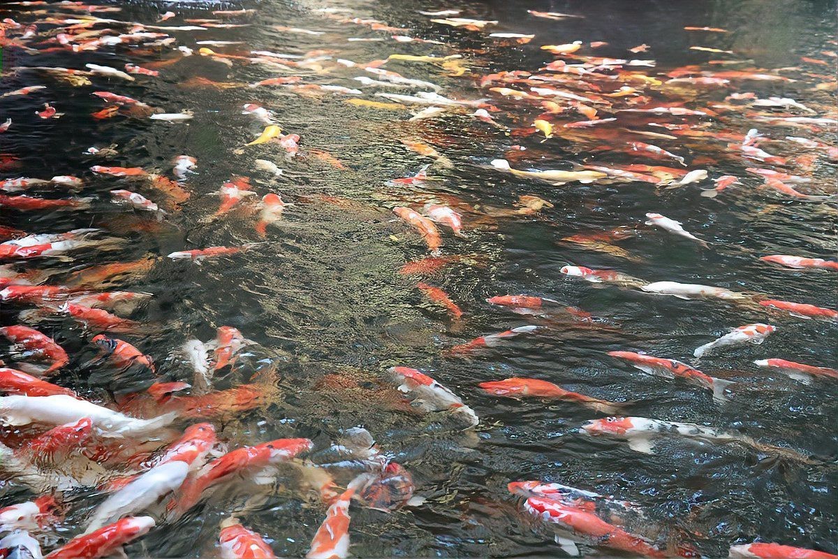 三色錦鯉和大正三色哪種好【大正三色與昭和三色的區(qū)別】 三色錦鯉和大正三色哪種好【大正三色與昭和三色的區(qū)別】 龍魚論壇 第9張