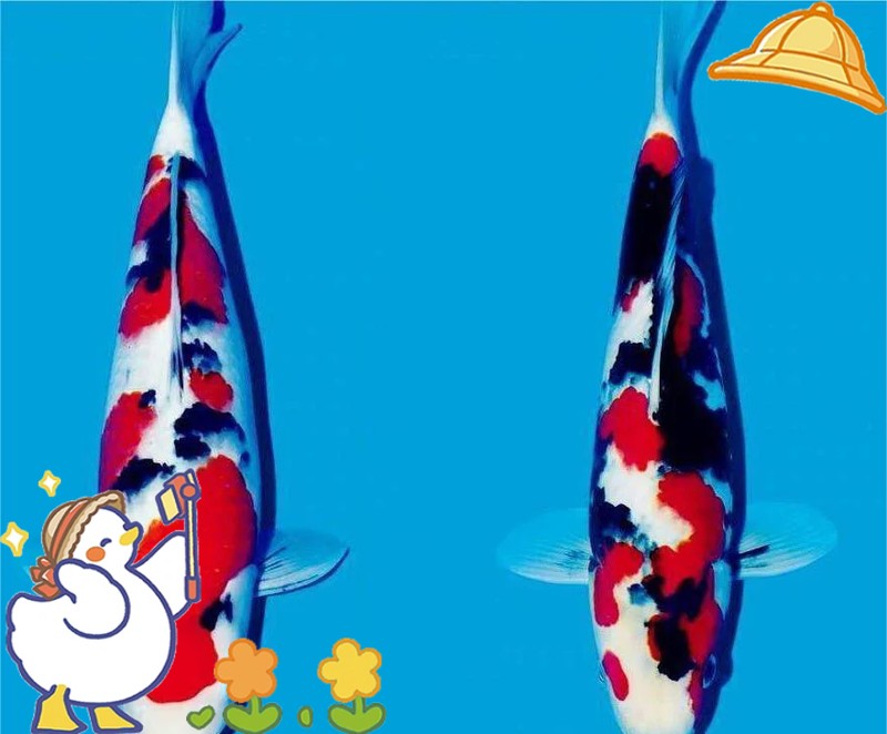 三色錦鯉和大正三色哪種好【大正三色與昭和三色的區(qū)別】 三色錦鯉和大正三色哪種好【大正三色與昭和三色的區(qū)別】 龍魚論壇 第8張