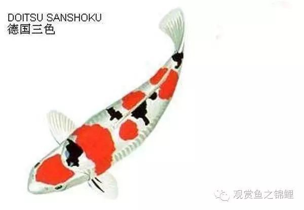 三色錦鯉和大正三色哪種好【大正三色與昭和三色的區(qū)別】 三色錦鯉和大正三色哪種好【大正三色與昭和三色的區(qū)別】 龍魚論壇 第5張