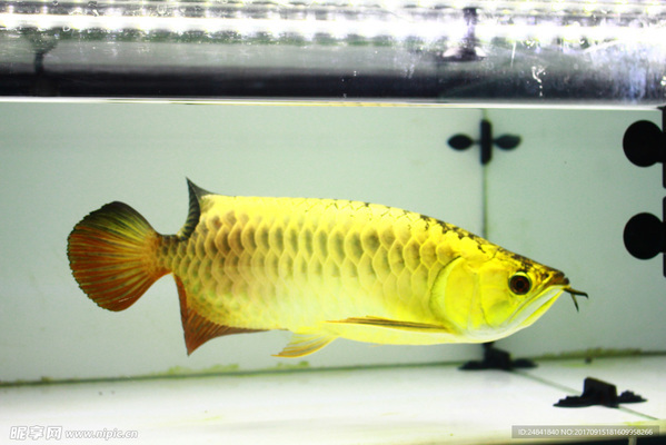 龍魚(yú)喂什么魚(yú)好看,如何判斷龍魚(yú)飽食狀態(tài),龍魚(yú)與虎魚(yú)混養(yǎng)注意事項(xiàng) 虎魚(yú)百科 第1張 龍魚(yú)喂什么魚(yú)好看,如何判斷龍魚(yú)飽食狀態(tài),龍魚(yú)與虎魚(yú)混養(yǎng)注意事項(xiàng) 龍魚(yú)喂什么魚(yú)好看,如何判斷龍魚(yú)飽食狀態(tài),龍魚(yú)與虎魚(yú)混養(yǎng)注意事項(xiàng) 虎魚(yú)百科 第1張