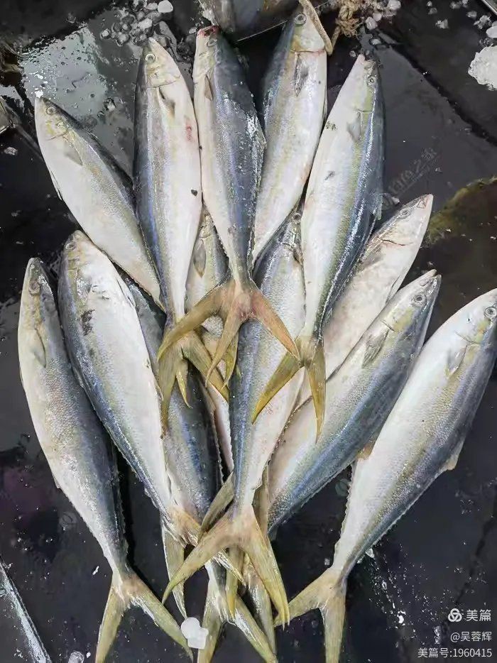 拉倫魚屬于什么檔次，拉侖(紡錘鰤)美篇網