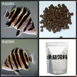 泰國虎魚喂食量控制技巧，泰國虎魚喂食量控制技巧， 泰國虎魚喂食量控制技巧，泰國虎魚喂食量控制技巧， 虎魚百科 第5張