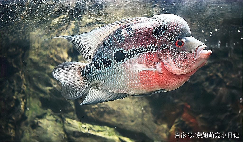 什么魚會認主，什么魚會認主，錦鯉如何認主，錦鯉如何認主人表現