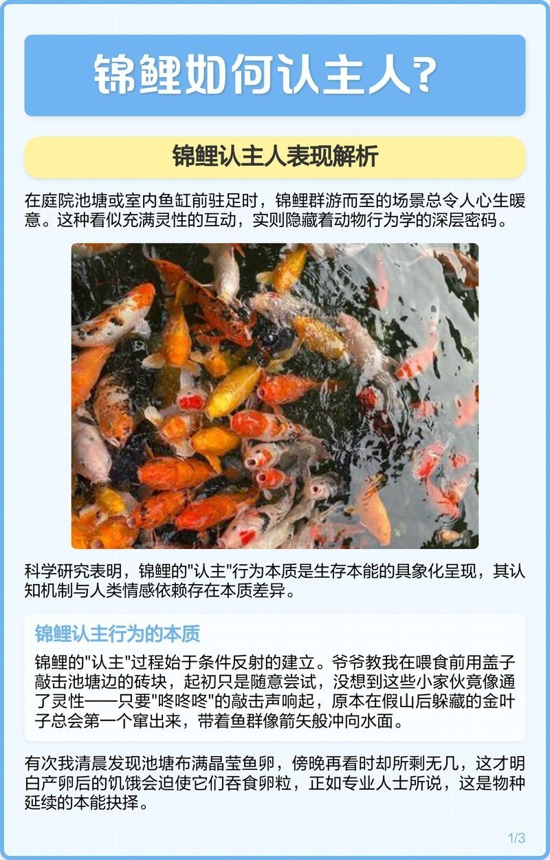 什么魚會認主，什么魚會認主，錦鯉如何認主，錦鯉如何認主人表現 什么魚會認主，什么魚會認主，錦鯉如何認主，錦鯉如何認主人表現 龍魚論壇 第4張