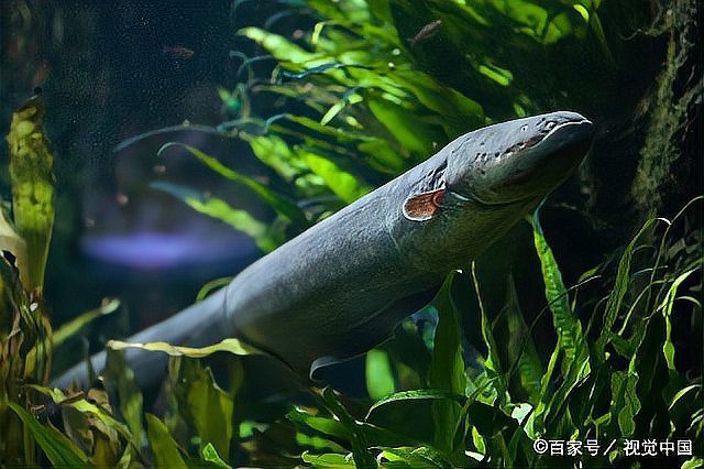 電鰻的祖先是誰，電鰻的發電能力
