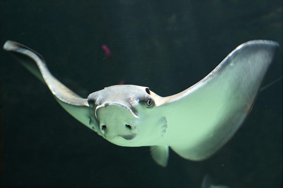 電鰻的祖先是誰，電鰻的發電能力