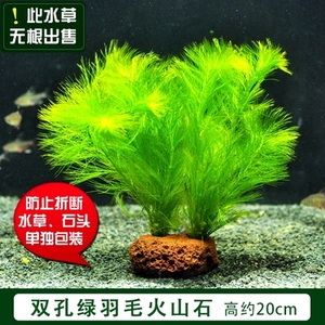 益陽(yáng)市大通湖藍(lán)天水族寵物館（益陽(yáng)大通湖漁場(chǎng)）