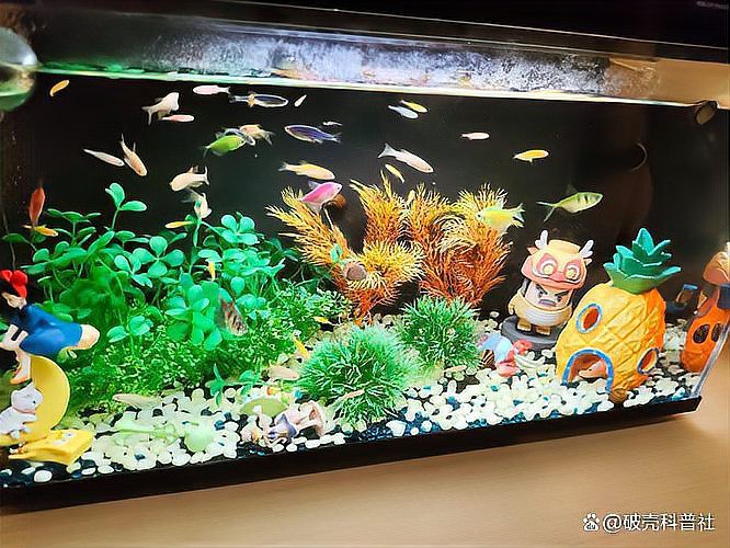 不打氧的魚幾天一換水，\