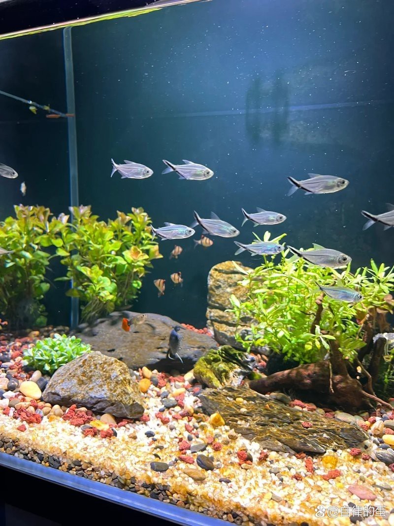 不打氧的魚幾天一換水，\
