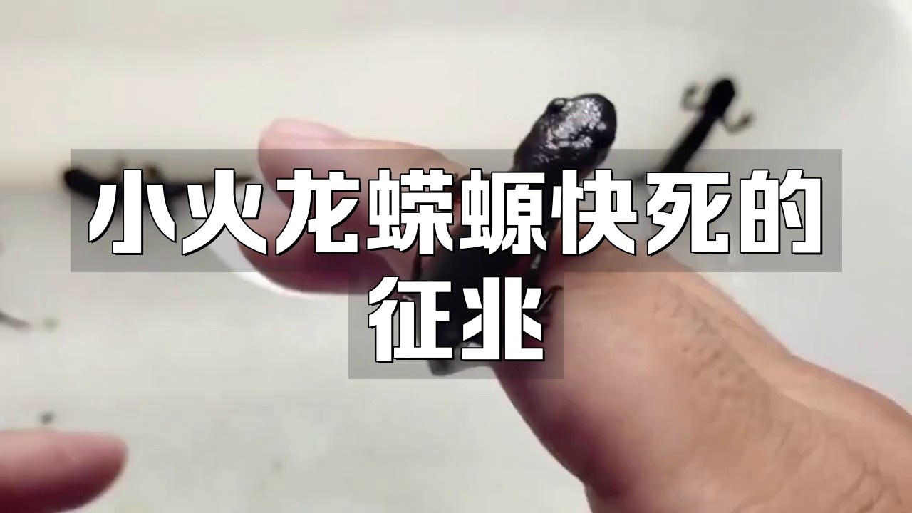 如何判斷小火龍蠑螈是否健康，判斷小火龍蠑螈是否健康可從多方面入手