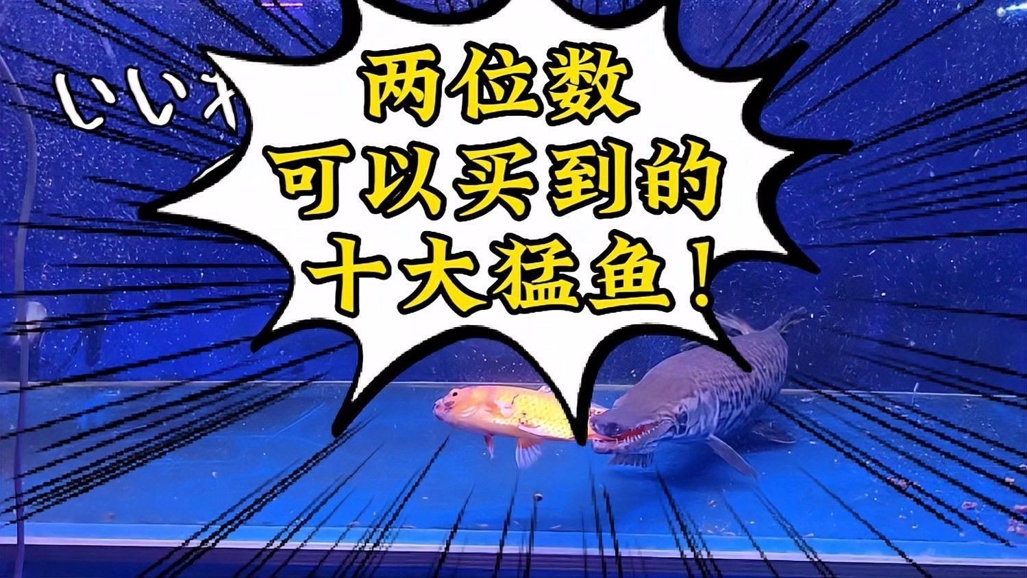 猛魚觀賞魚【便宜好養(yǎng)的八大猛魚】 猛魚觀賞魚【便宜好養(yǎng)的八大猛魚】 龍魚百科 第2張