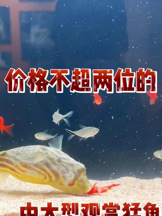 猛魚觀賞魚【便宜好養(yǎng)的八大猛魚】 猛魚觀賞魚【便宜好養(yǎng)的八大猛魚】 龍魚百科 第4張