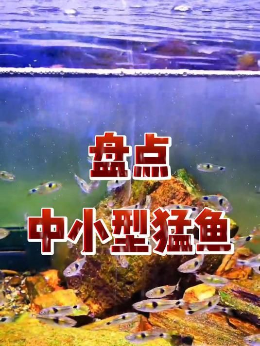 猛魚觀賞魚【便宜好養(yǎng)的八大猛魚】 猛魚觀賞魚【便宜好養(yǎng)的八大猛魚】 龍魚百科 第6張