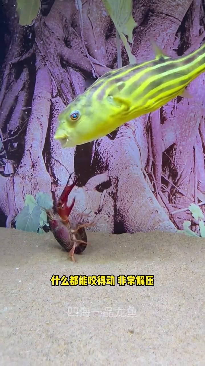 猛魚觀賞魚【便宜好養(yǎng)的八大猛魚】 猛魚觀賞魚【便宜好養(yǎng)的八大猛魚】 龍魚百科 第5張