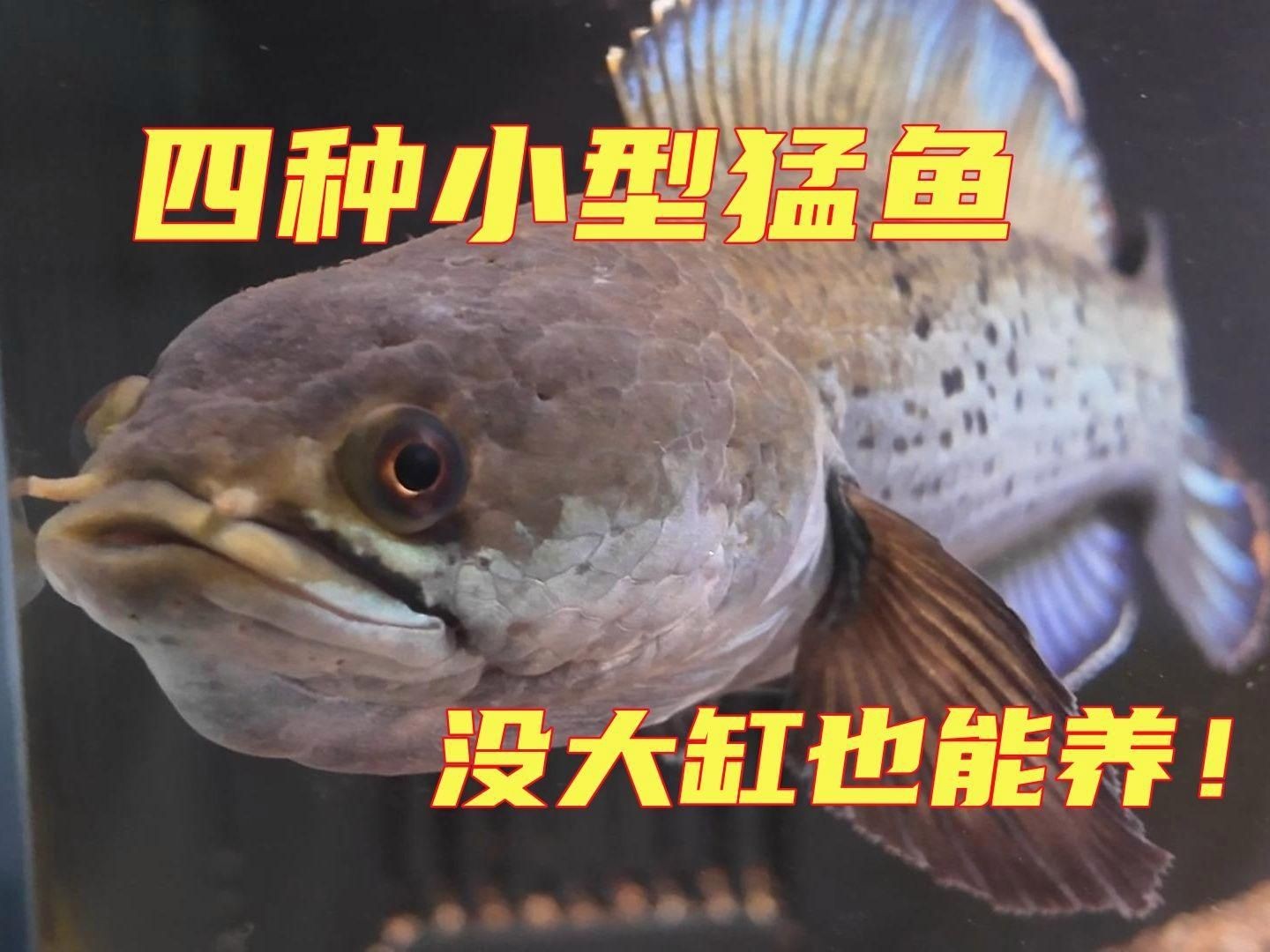 猛魚觀賞魚【便宜好養(yǎng)的八大猛魚】 猛魚觀賞魚【便宜好養(yǎng)的八大猛魚】 龍魚百科 第7張