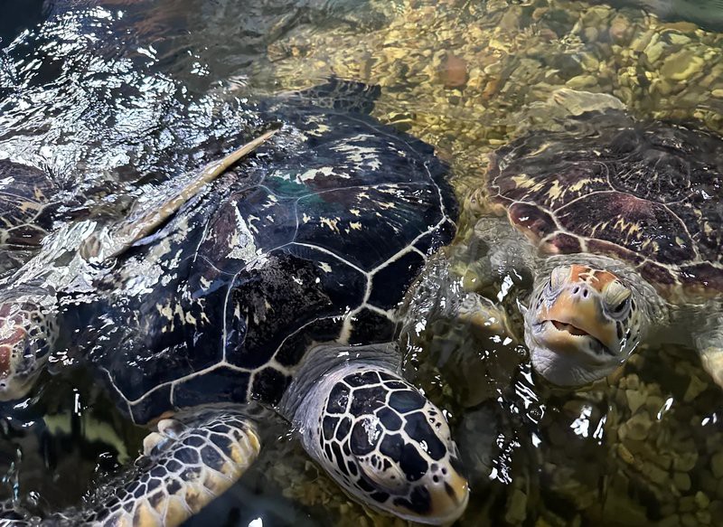 太湖水族店，太湖水族店的核心信息主要圍繞蘇州太湖海洋館展開