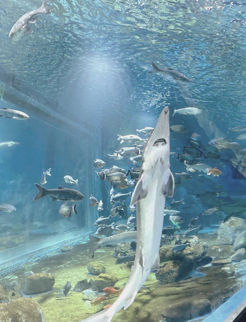 紹興水族店【紹興首座大型水族館:浙東淡水魚(yú)館】