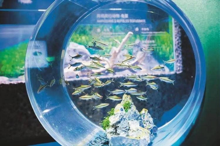 紹興水族店【紹興首座大型水族館:浙東淡水魚(yú)館】