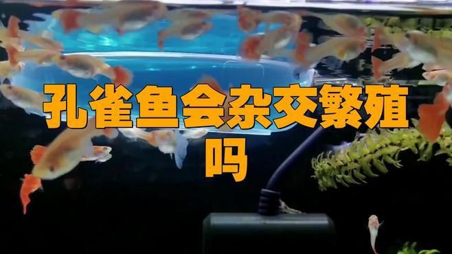 孔雀魚和瑪麗魚雜交后代【養這3種觀賞魚,好養又能生小魚,魚缸很快滿養魚說】