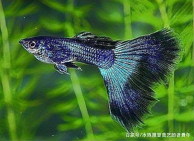 孔雀魚和瑪麗魚雜交后代【養這3種觀賞魚,好養又能生小魚,魚缸很快滿養魚說】