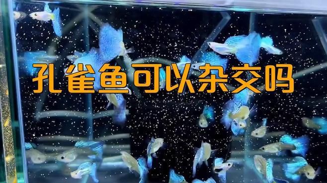 孔雀魚和瑪麗魚雜交后代【養這3種觀賞魚,好養又能生小魚,魚缸很快滿養魚說】