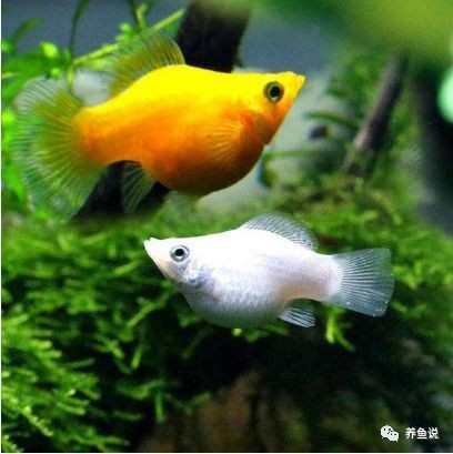 孔雀魚和瑪麗魚雜交后代【養這3種觀賞魚,好養又能生小魚,魚缸很快滿養魚說】
