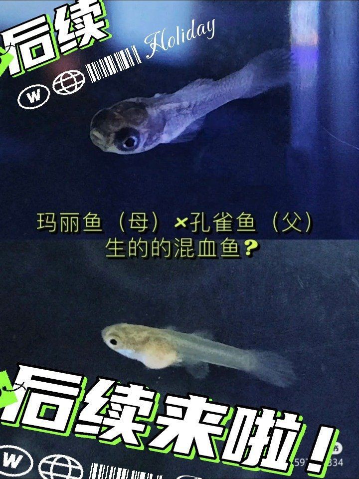 孔雀魚和瑪麗魚雜交后代【養這3種觀賞魚,好養又能生小魚,魚缸很快滿養魚說】