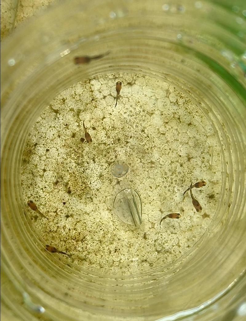 孔雀魚和瑪麗魚雜交后代【養這3種觀賞魚,好養又能生小魚,魚缸很快滿養魚說】