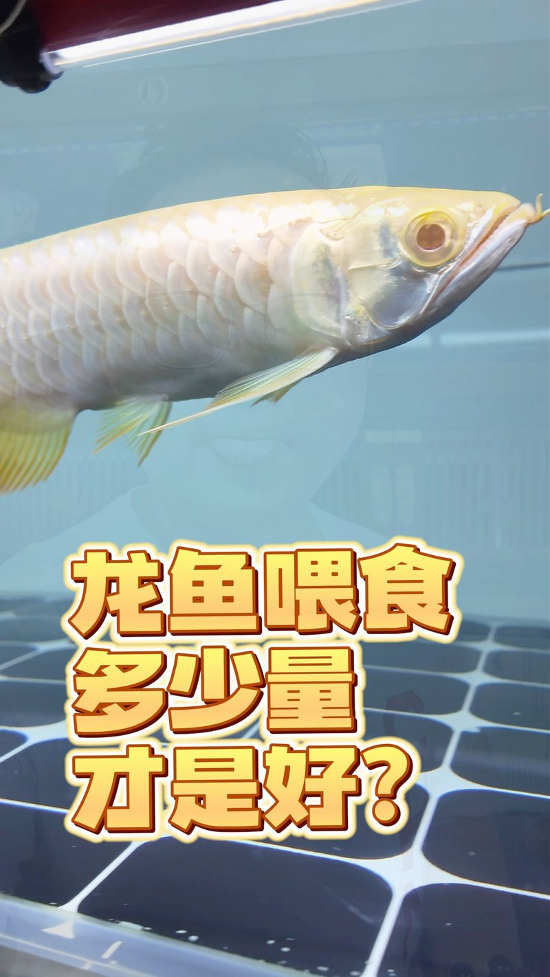 40公分金龍魚一次喂多少合適？，40公分金龍魚一天喂多少次食譽祥祥知識龍魚飼養全攻略 40公分金龍魚一次喂多少合適？，40公分金龍魚一天喂多少次食譽祥祥知識龍魚飼養全攻略 龍魚百科 第4張