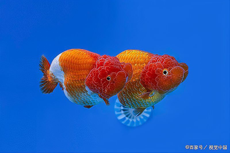 什么金魚最好養(yǎng)，《什么金魚最好養(yǎng)》草金魚、琉金金魚、琉金金魚、蝶尾金魚