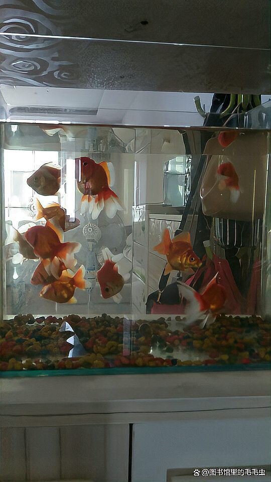 什么金魚最好養，《什么金魚最好養》草金魚、琉金金魚、琉金金魚、蝶尾金魚