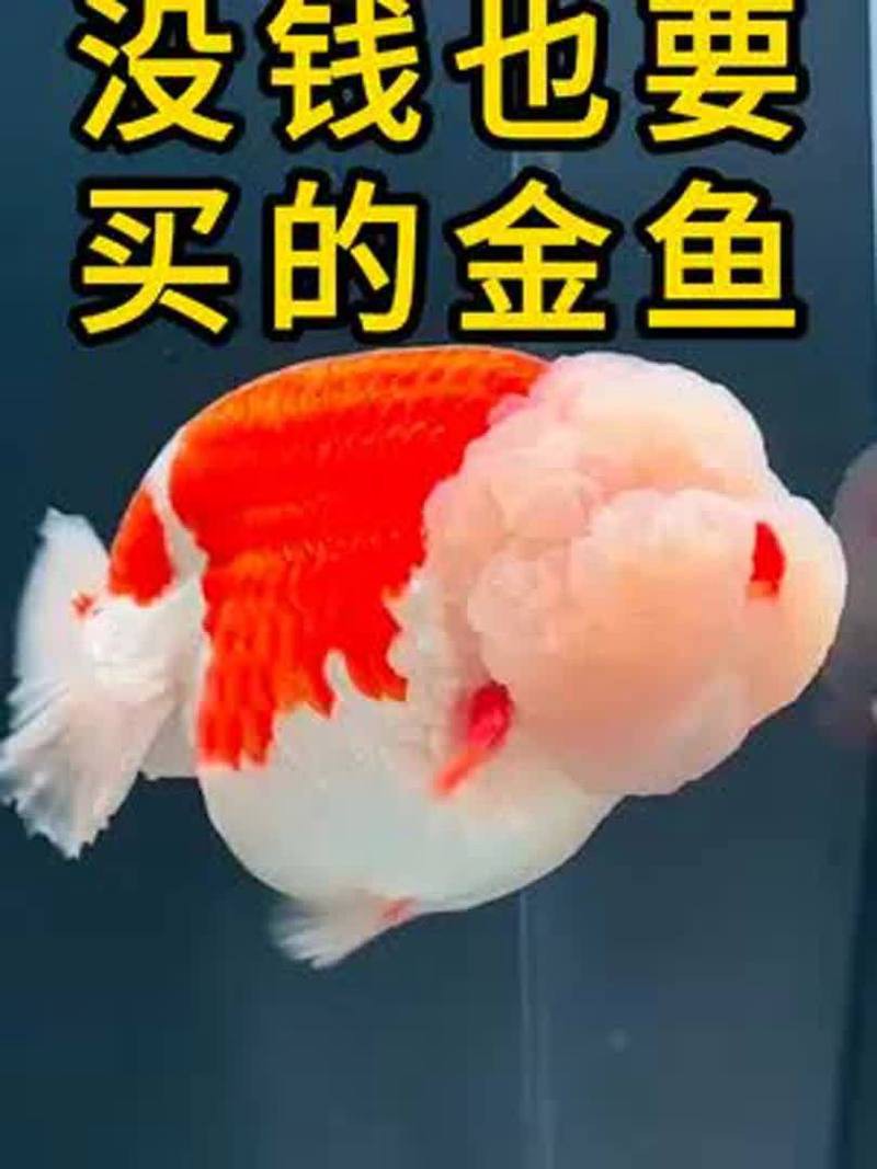 什么金魚最好養，《什么金魚最好養》草金魚、琉金金魚、琉金金魚、蝶尾金魚