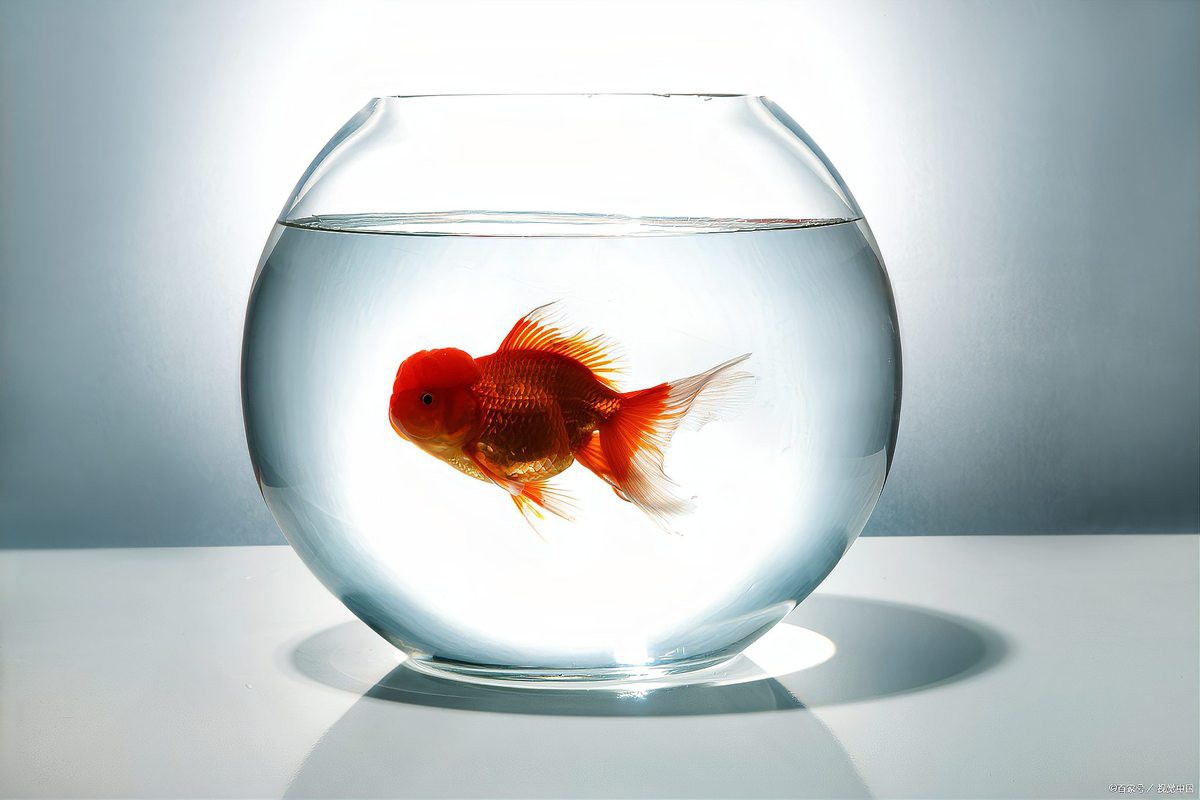 什么金魚最好養(yǎng)，《什么金魚最好養(yǎng)》草金魚、琉金金魚、琉金金魚、蝶尾金魚