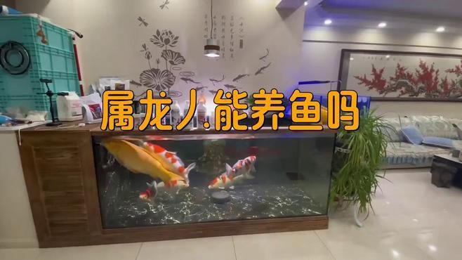 家里養(yǎng)魚對屬龍的好嗎：家中養(yǎng)魚是否利于屬龍者