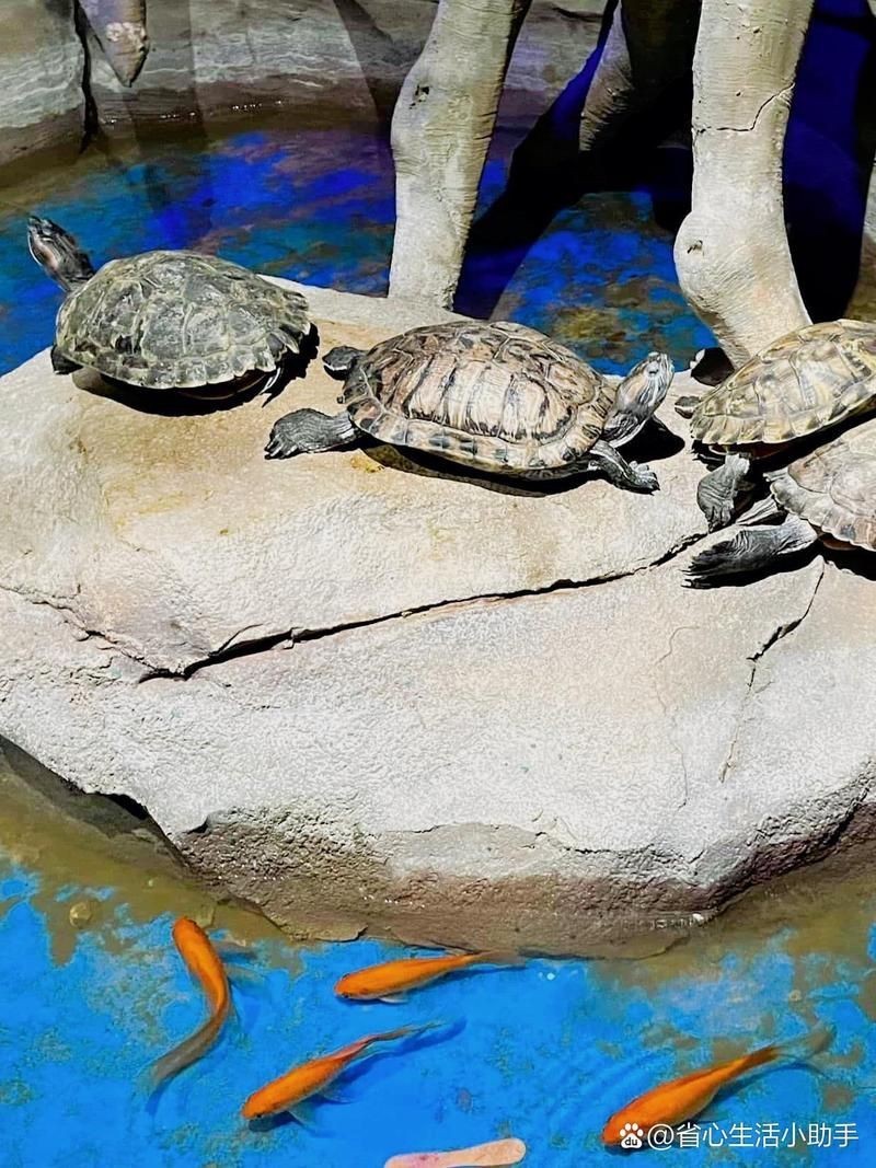宿州水族店：宿州市埇橋區(qū)七彩壁掛水族專賣店亮點水族專賣店