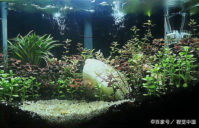 一米魚缸尺寸的最佳比例：一米的缸標準比例是多少呀