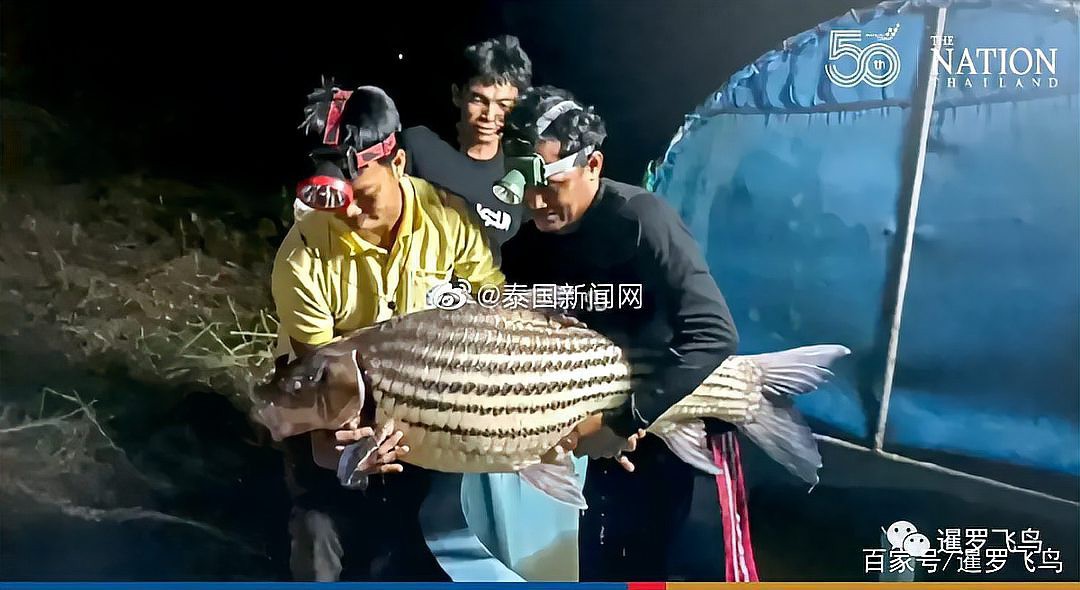 七紋鯉魚視頻播放：《七紋鯉的生態(tài)觀察》