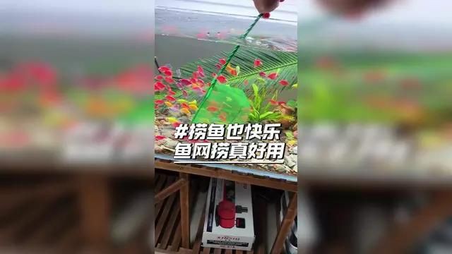 撈魚網哪種最好用：挑選好用的撈魚網需結合具體場景與需求綜合考量 撈魚網哪種最好用：挑選好用的撈魚網需結合具體場景與需求綜合考量 龍魚百科 第3張
