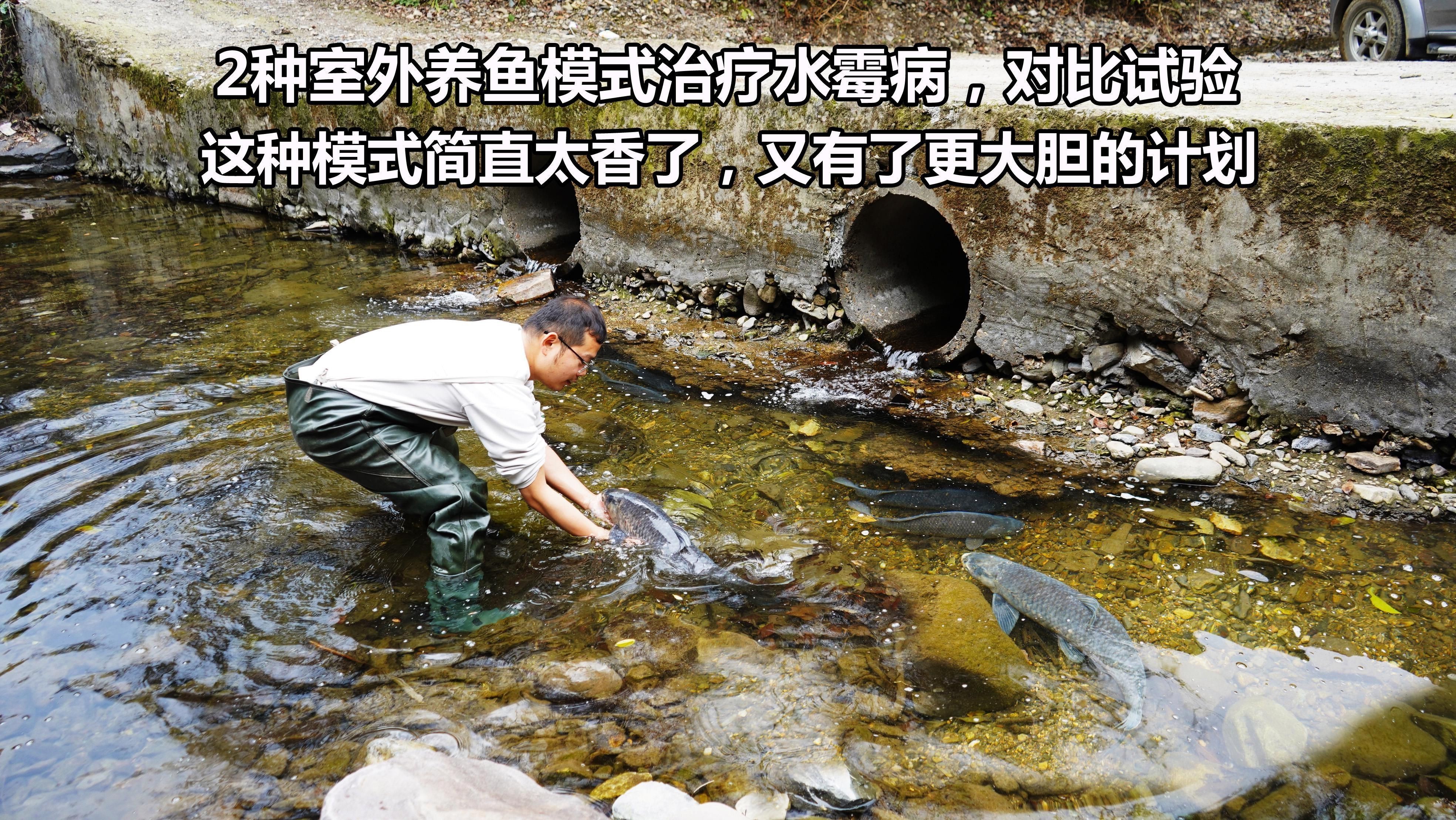水霉病最佳治療方法：怎么治療水霉病