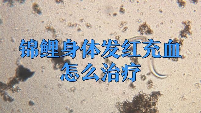 有哪些藥物可以有效治療錦鯉發紅？：錦鯉身體發紅充血怎么治療