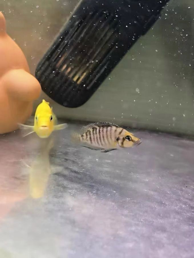 三湖虎魚哪個品種最好：三湖虎的飼養技巧