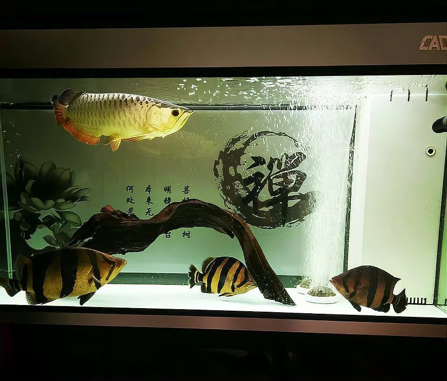 三湖虎魚哪個品種最好：三湖虎的飼養技巧