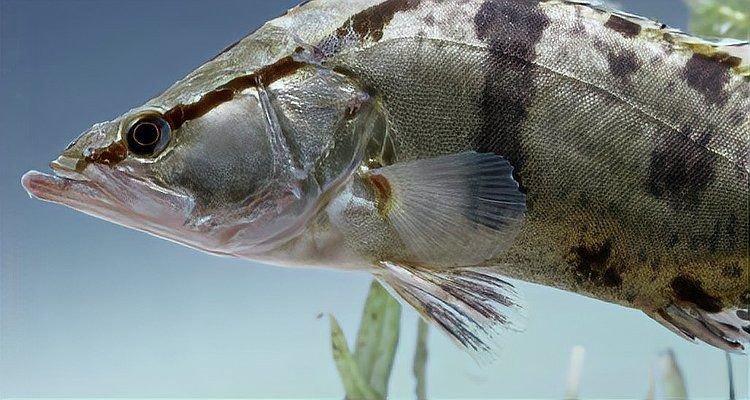 桂魚苗的養(yǎng)殖周期是多久？：桂花魚苗養(yǎng)殖周期
