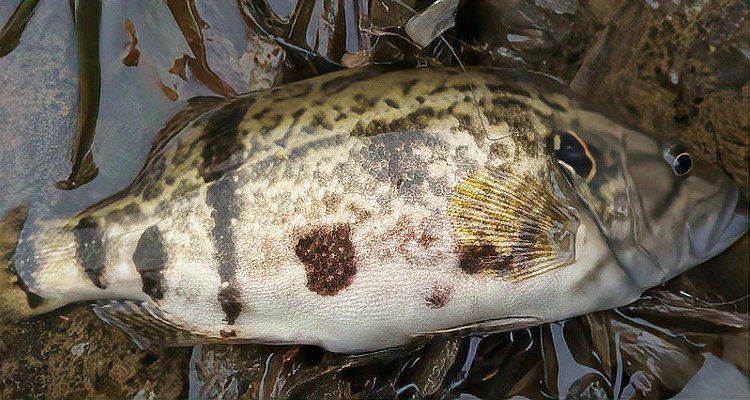 桂魚苗的養(yǎng)殖周期是多久？：桂花魚苗養(yǎng)殖周期